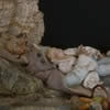 07. Dormienti 32 cm